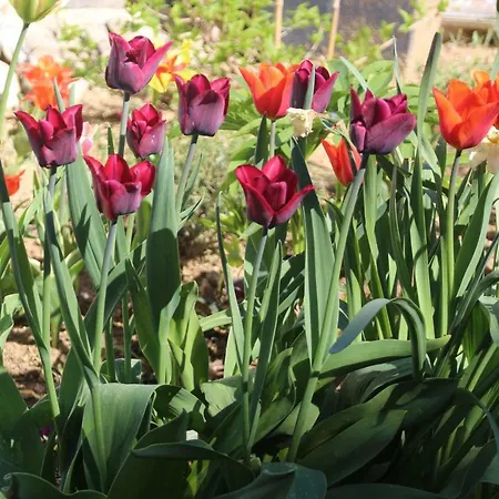 Samenkoenig Pschait Handels Gmbh