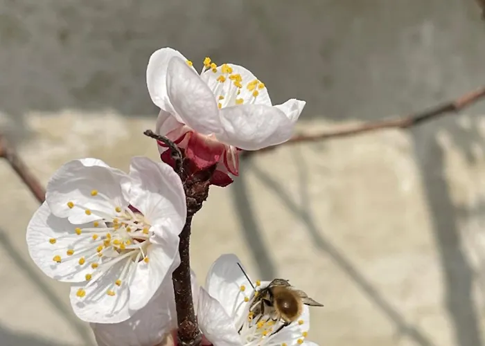 بيت ضيافة Samenkoenig Pschait Handels Gmbh 3*