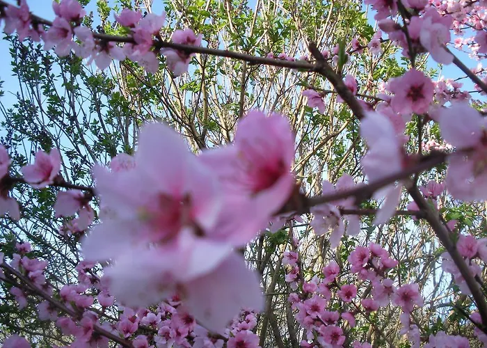Samenkoenig Pschait Handels Gmbh 3*