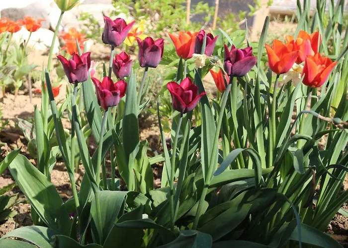 Samenkoenig Pschait Handels Gmbh